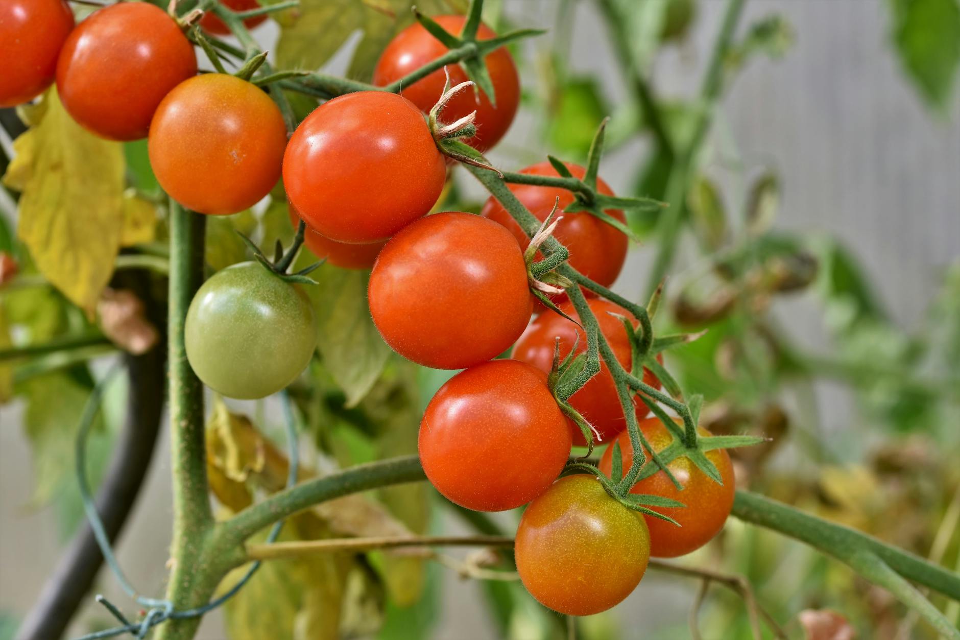 60 tomato puns