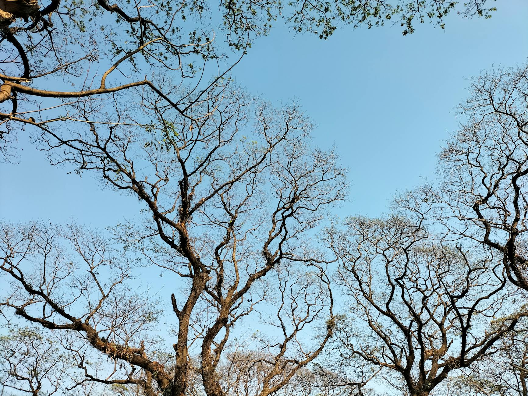 60 tree puns