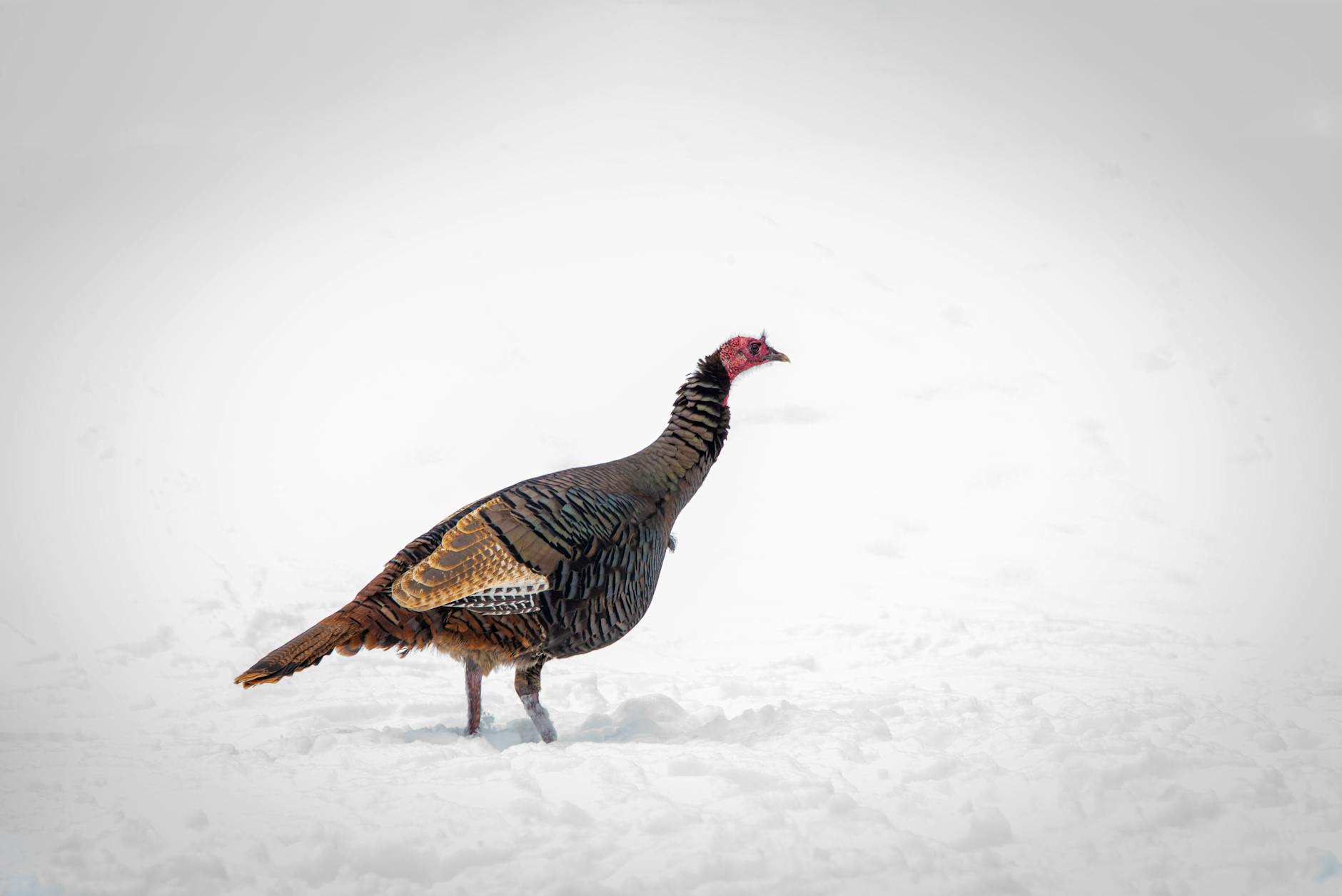 60 turkey puns