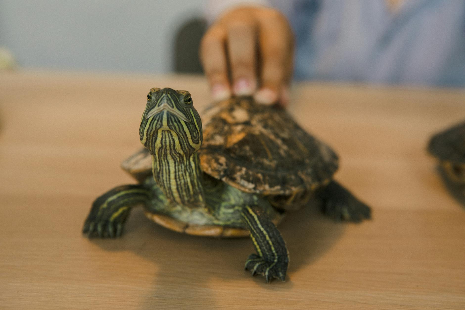 60 turtle puns