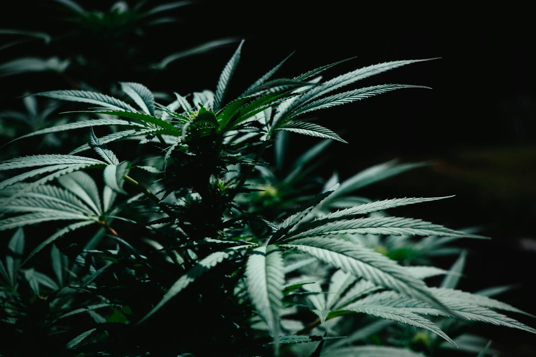 60 weed puns