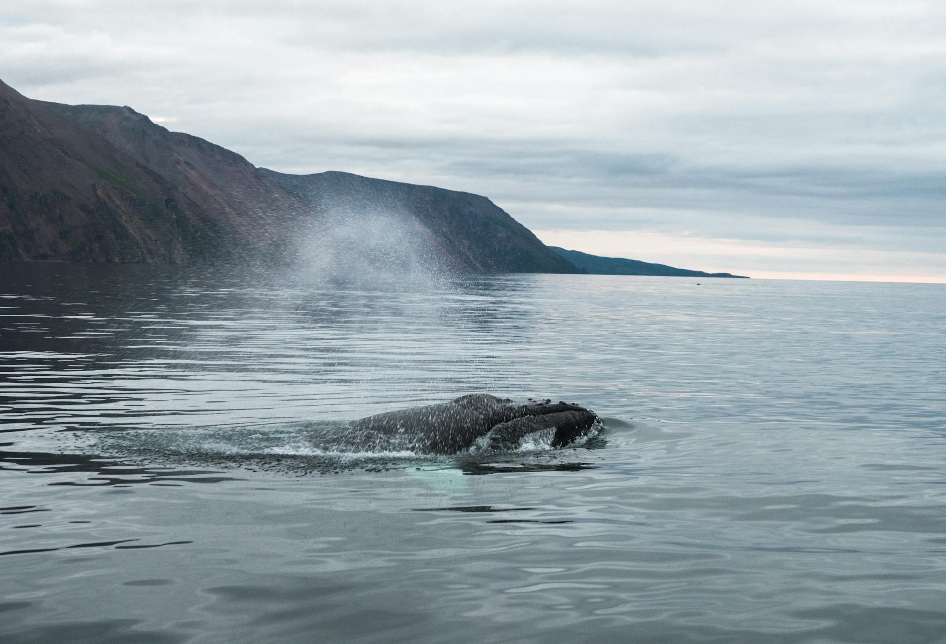60 whale puns