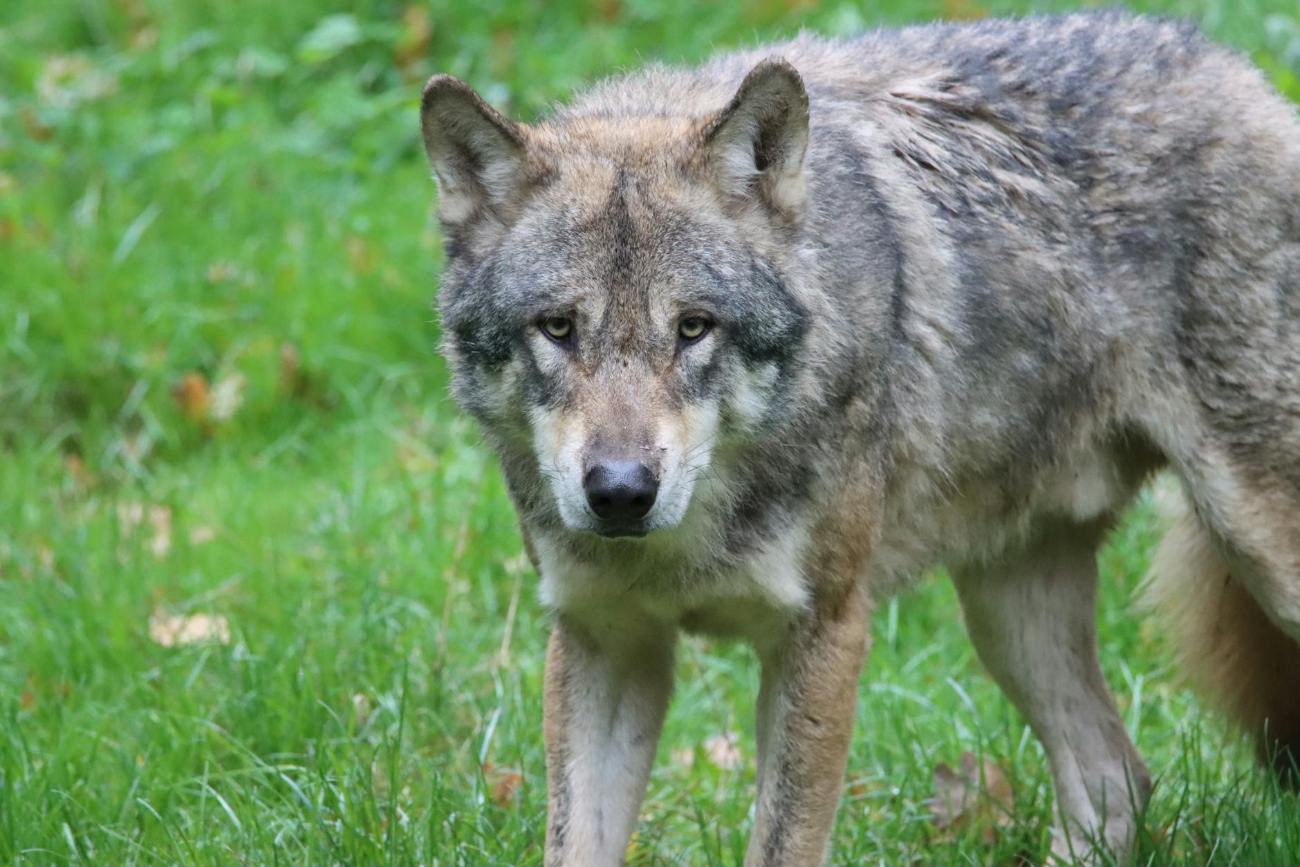 60 wolf puns